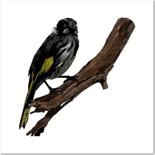 New Holland Honeyeater art Posters and Art